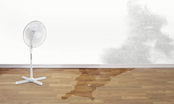 Best Water damage contractors near me  in Davis, OK